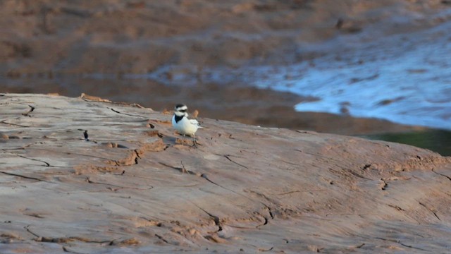 Меконгская трясогузка - ML646866218