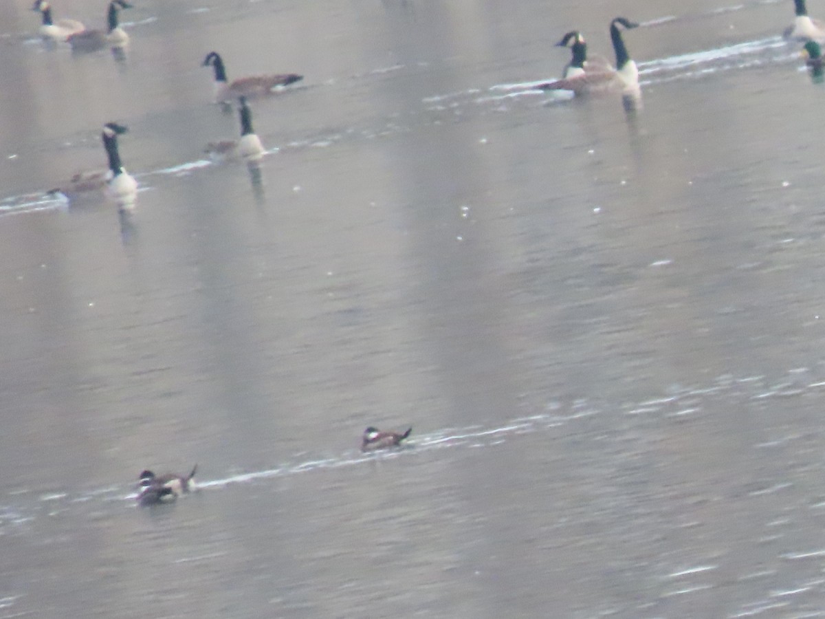 Савка американська - ML646866219