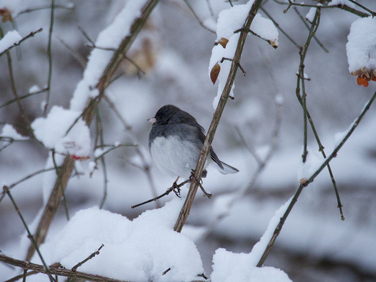 Dark-eyed Junco - ML646866220