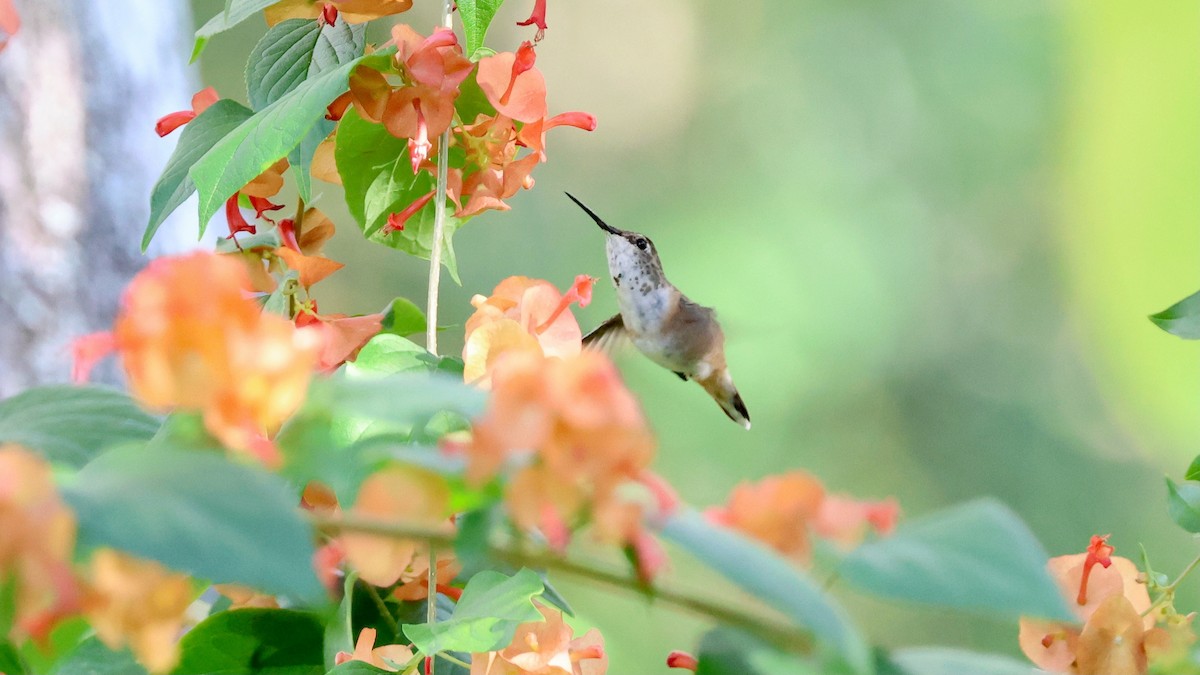 Selasphorus sp. - ML646866223