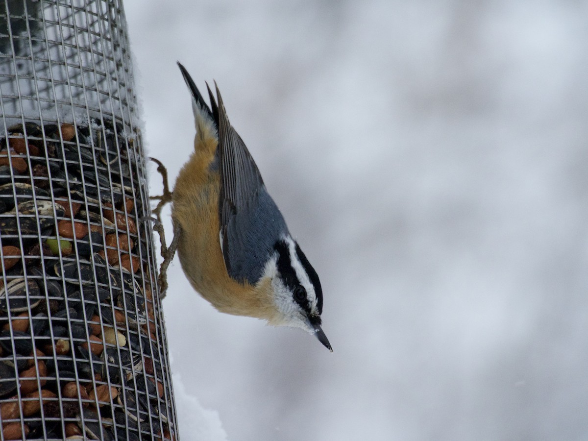 Red-breasted Nuthatch - ML646866224