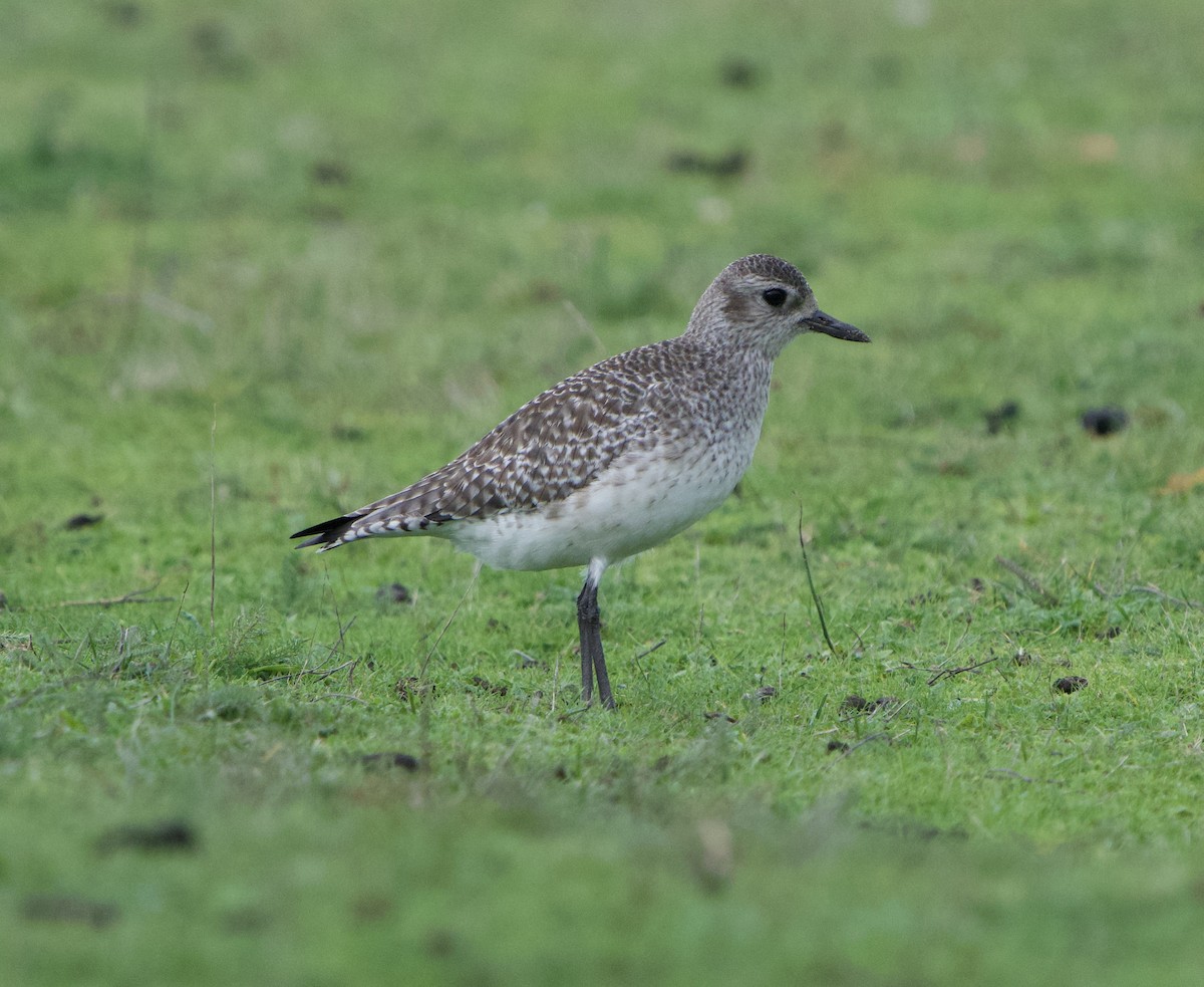 חופזי מנומר - ML646866226
