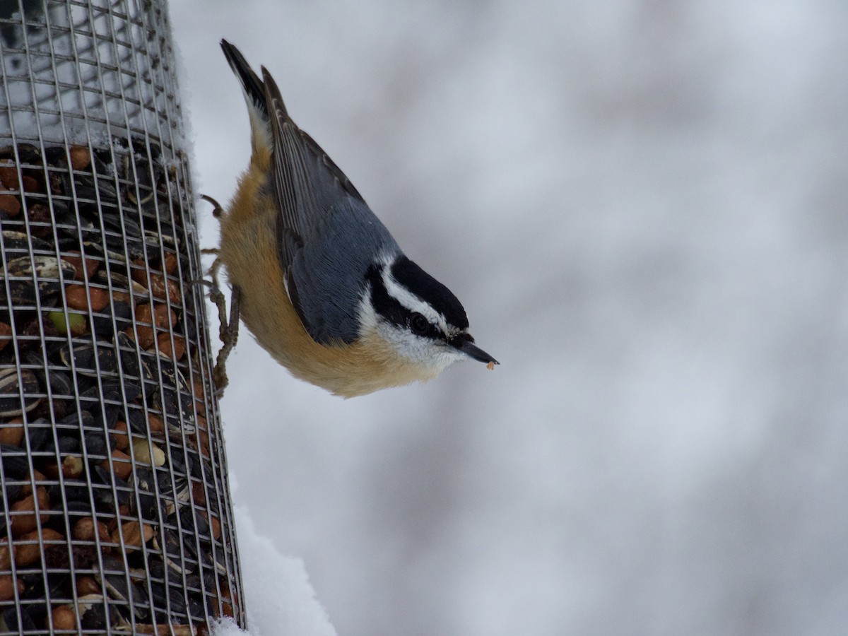 Red-breasted Nuthatch - ML646866227