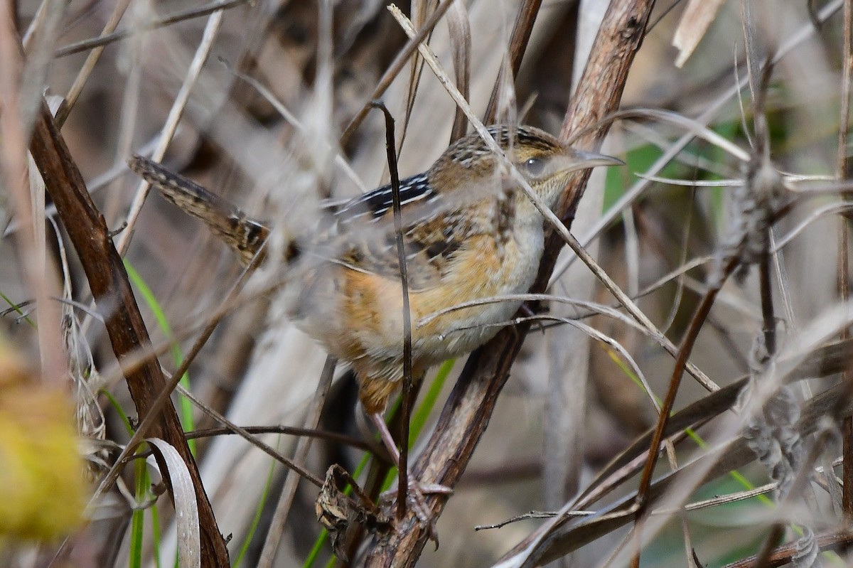 Тростниковый крапивник - ML646866229