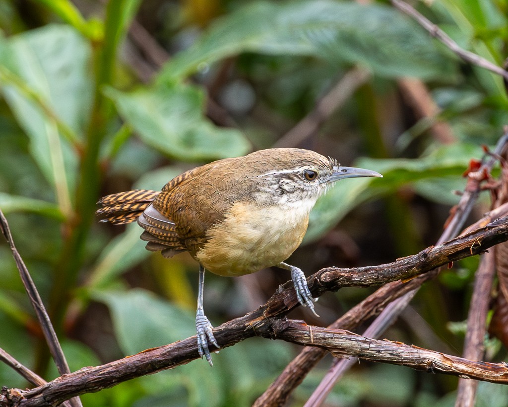 Buff-breasted Wren - ML646866230