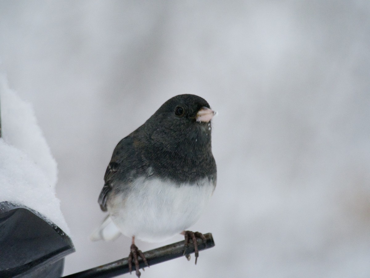 Dark-eyed Junco - ML646866231
