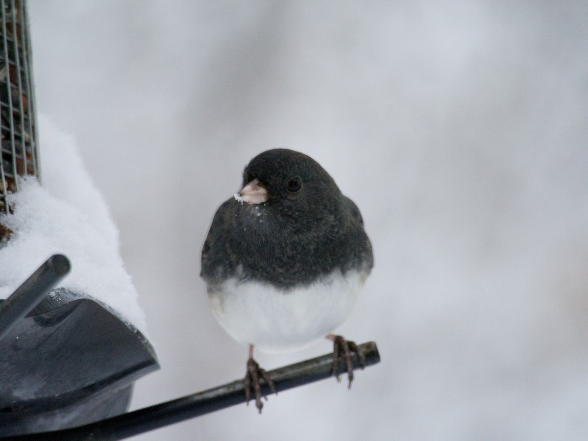 Dark-eyed Junco - ML646866236