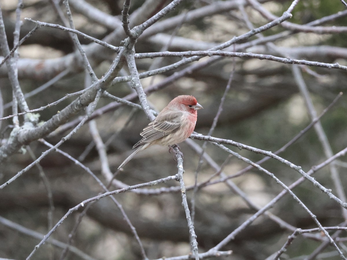 Roselin familier - ML646866239