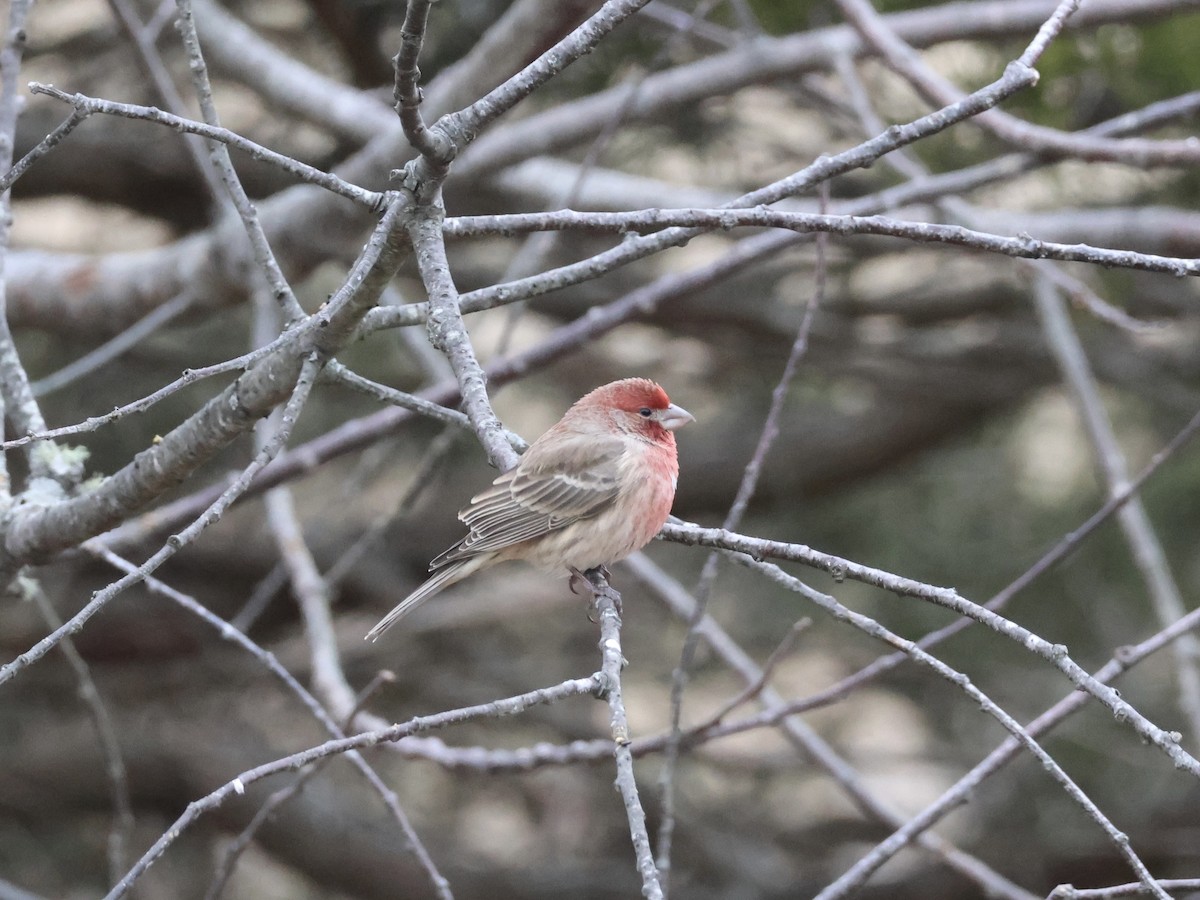 Roselin familier - ML646866240