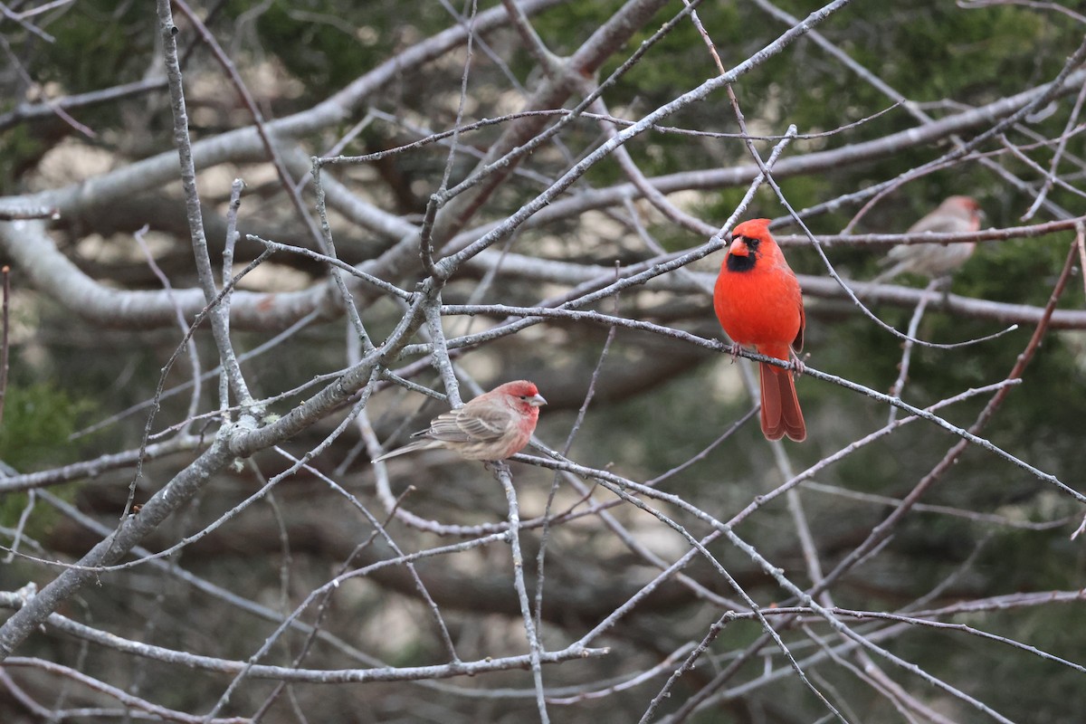 Roselin familier - ML646866241