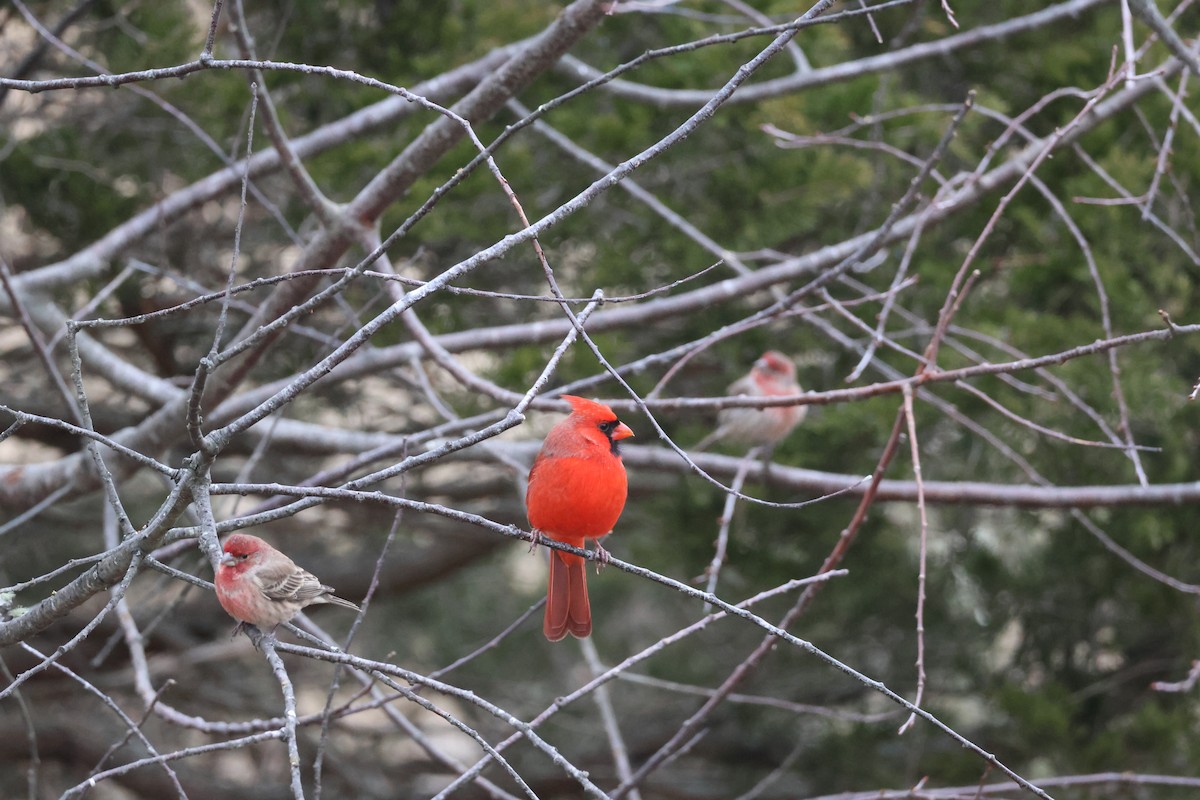 Roselin familier - ML646866242