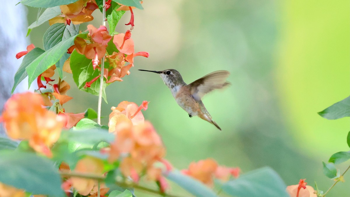 Selasphorus sp. - ML646866243