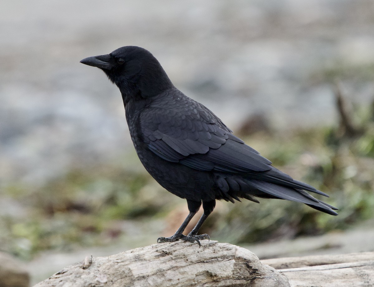 American Crow - ML646866244