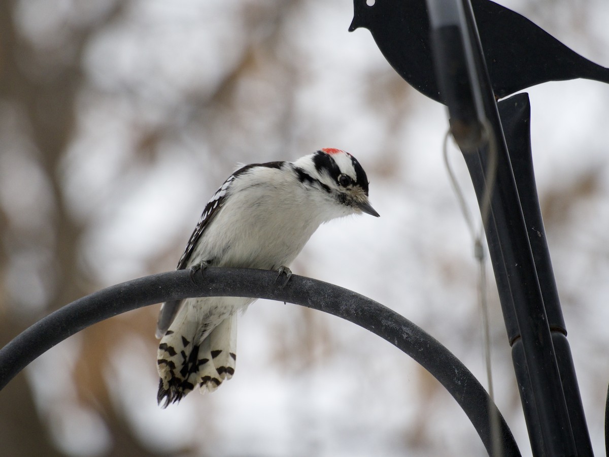Downy Woodpecker - ML646866245