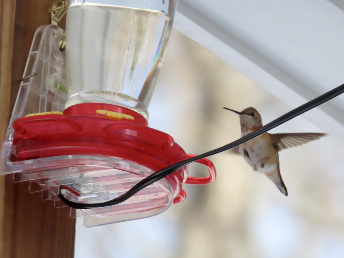 Рыжий колибри - ML646866248