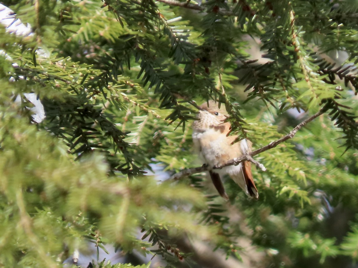 Рыжий колибри - ML646866249