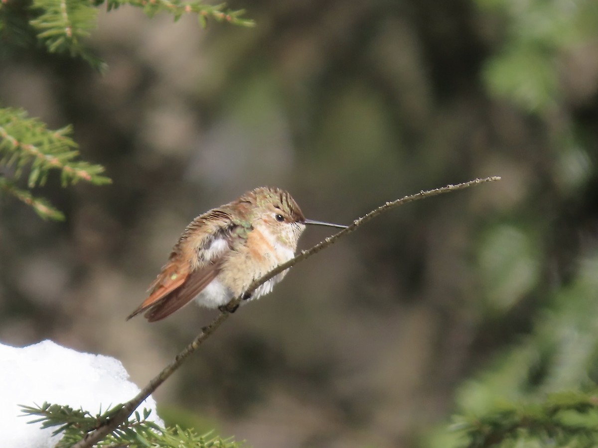 Рыжий колибри - ML646866250