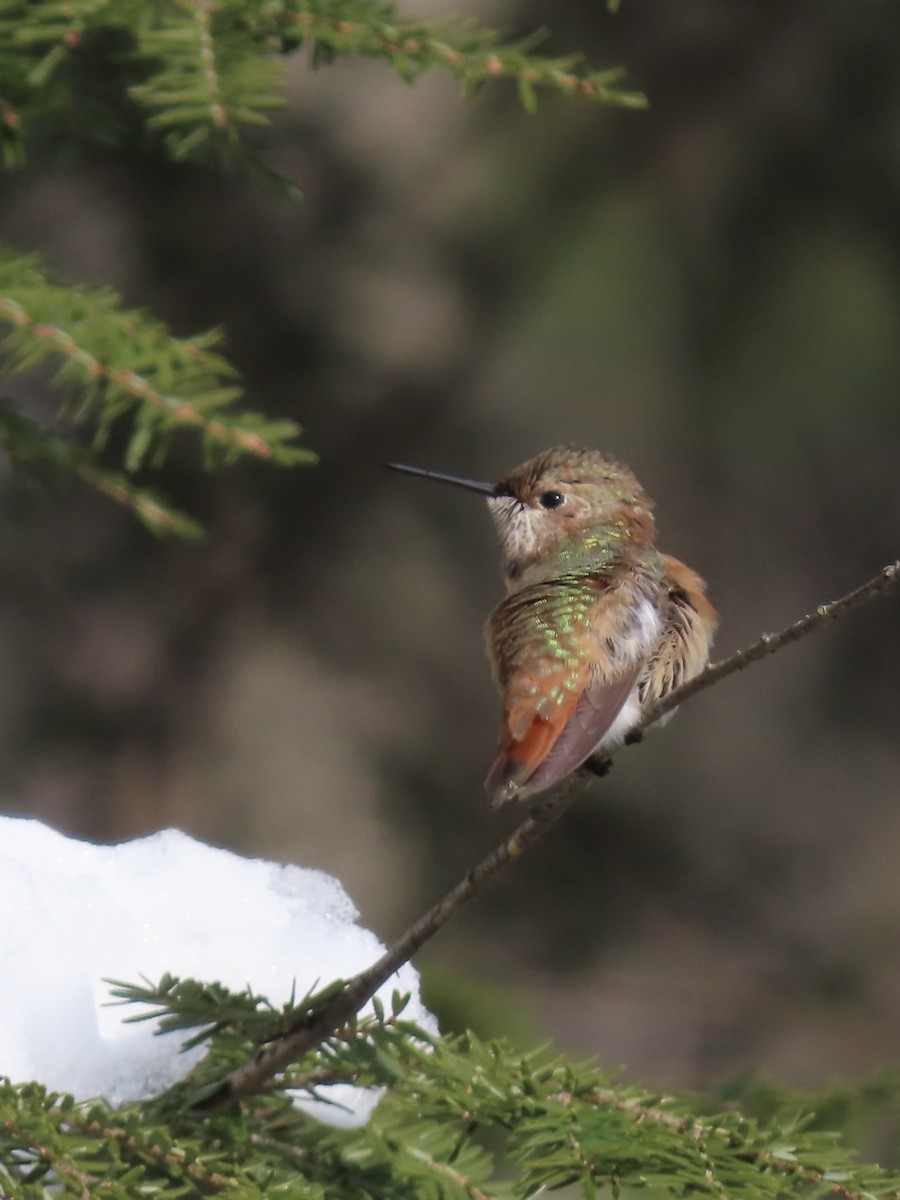 Рыжий колибри - ML646866251