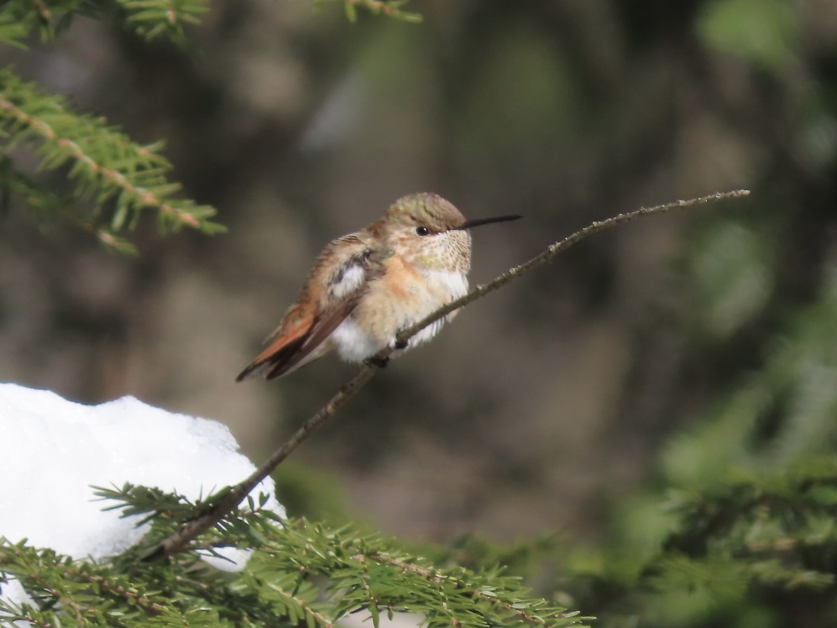 Рыжий колибри - ML646866253