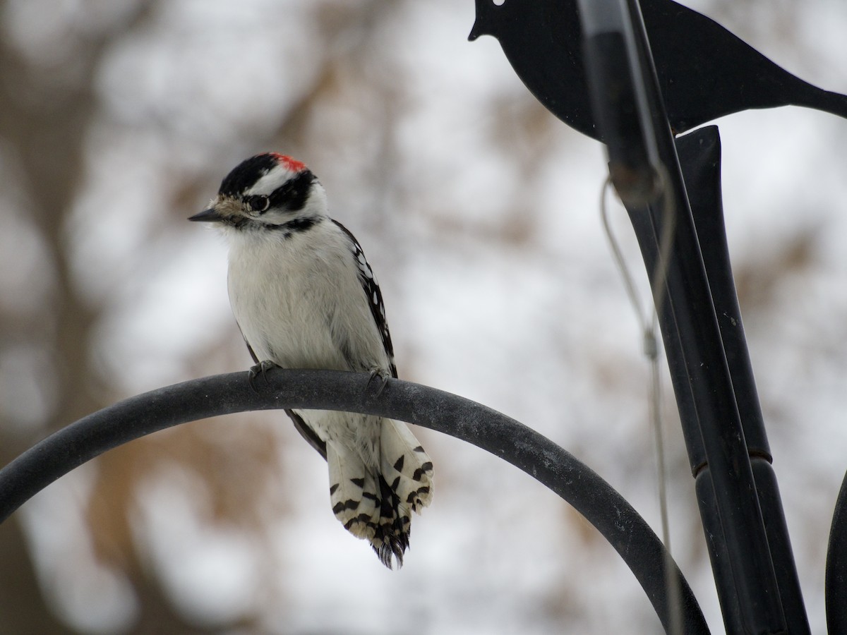 Downy Woodpecker - ML646866254
