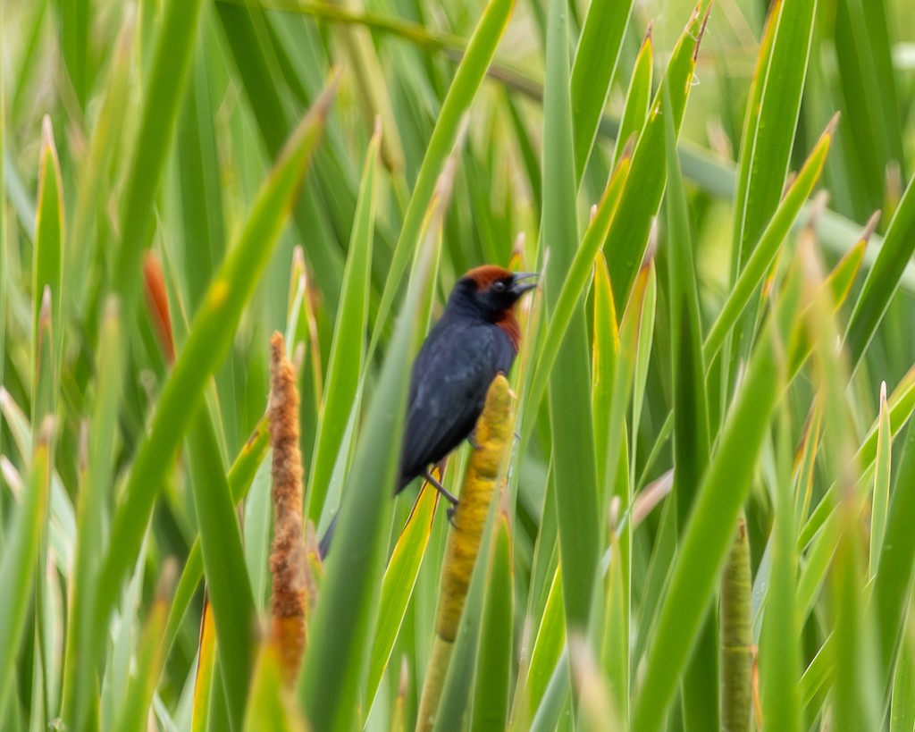 Chestnut-capped Blackbird - ML646866255