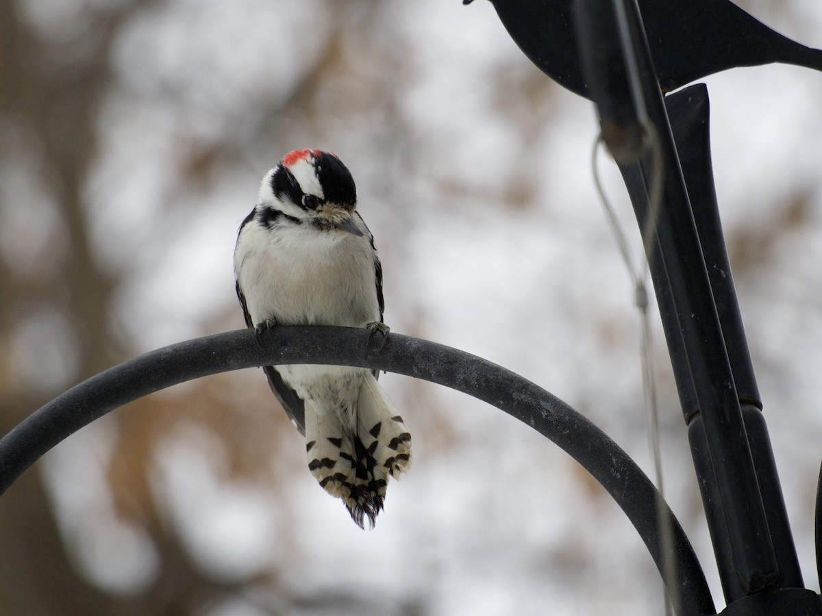 Downy Woodpecker - ML646866256