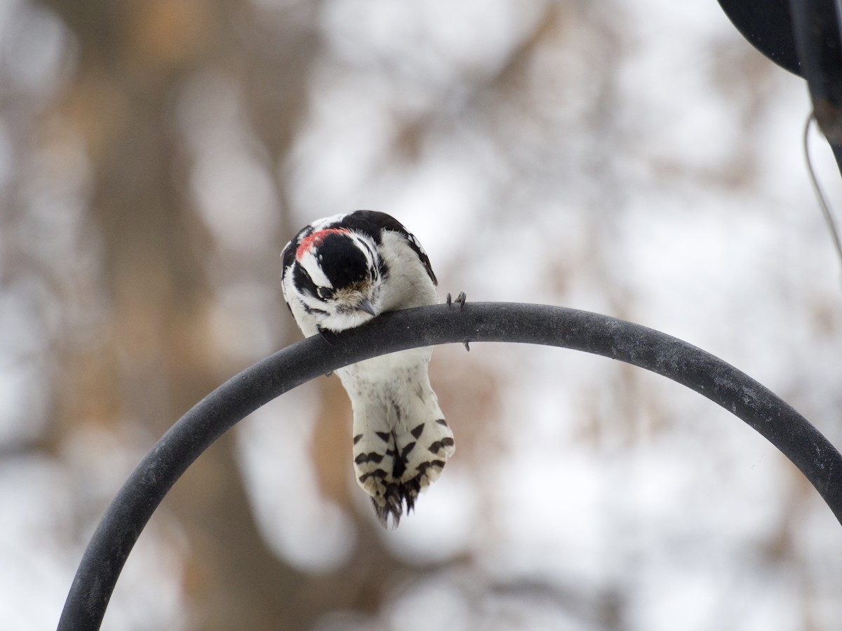 Downy Woodpecker - ML646866260