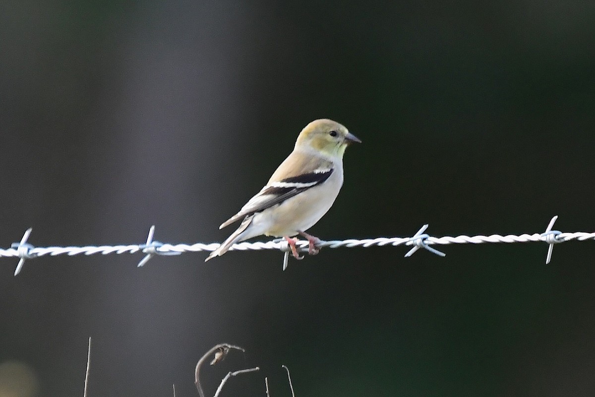 Американский чиж - ML646866262