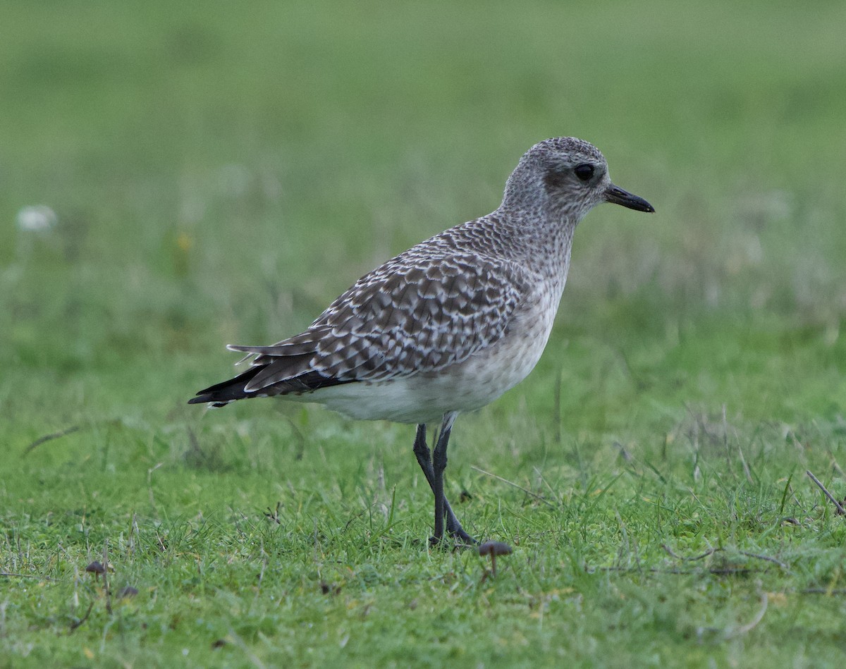 חופזי מנומר - ML646866263