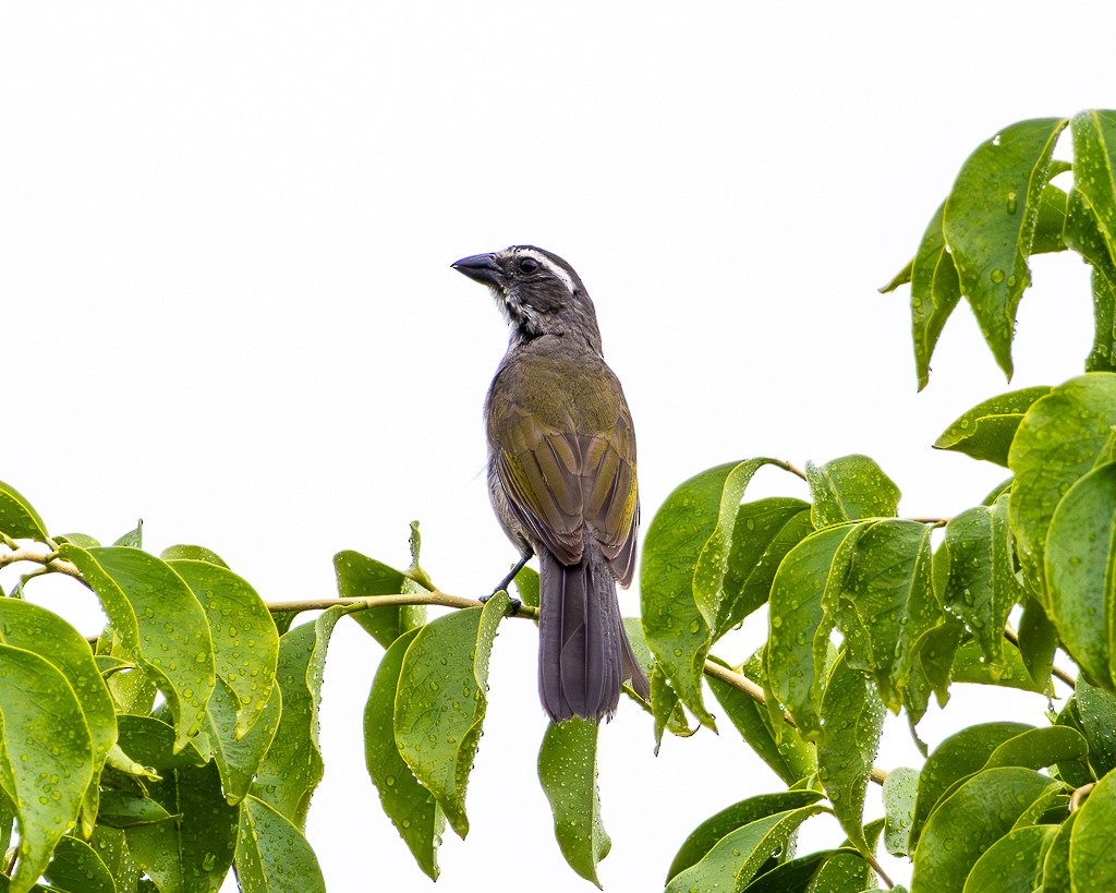 Green-winged Saltator - ML646866264