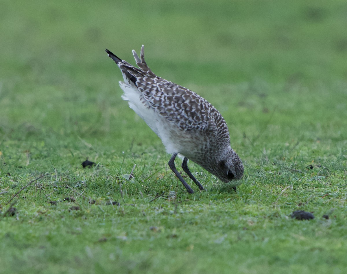 חופזי מנומר - ML646866265