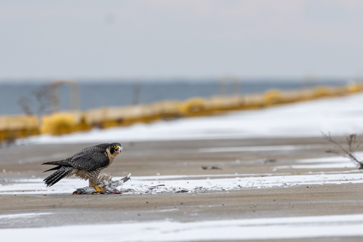 Сапсан - ML646866270