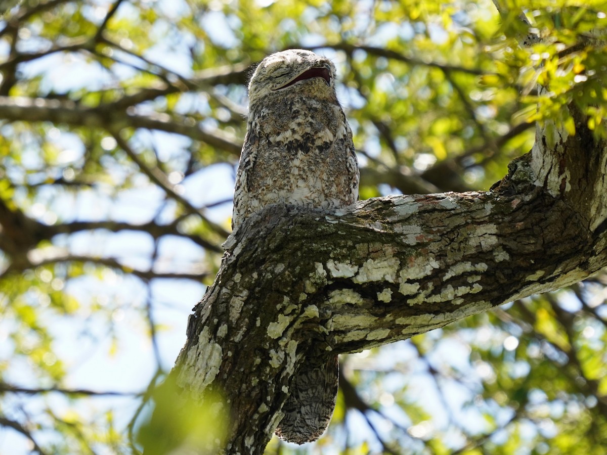 Great Potoo - ML646866273