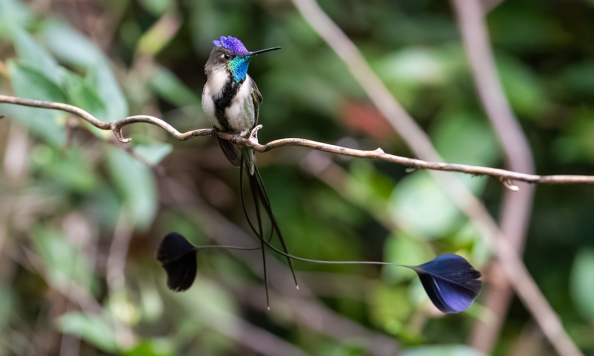 Muhteşem Kolibri - ML646866274