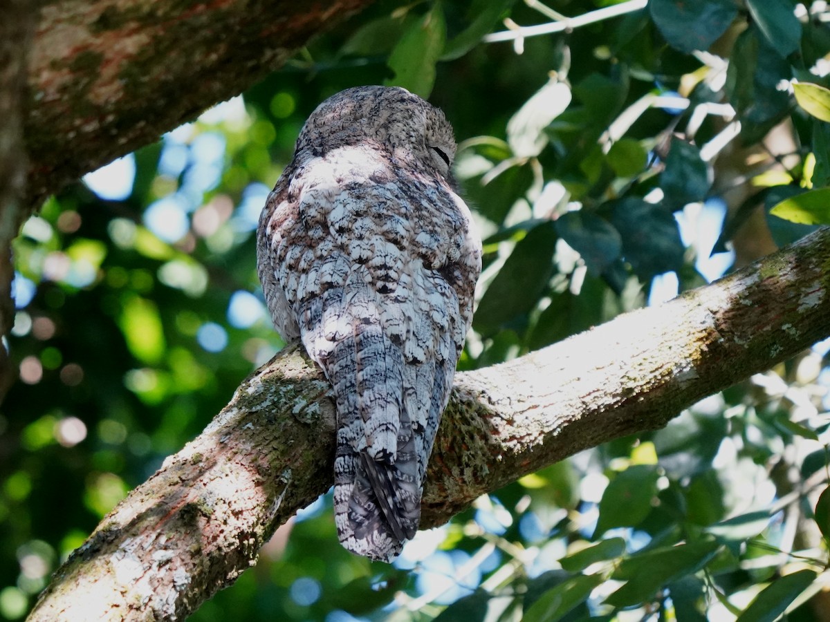 Great Potoo - ML646866275