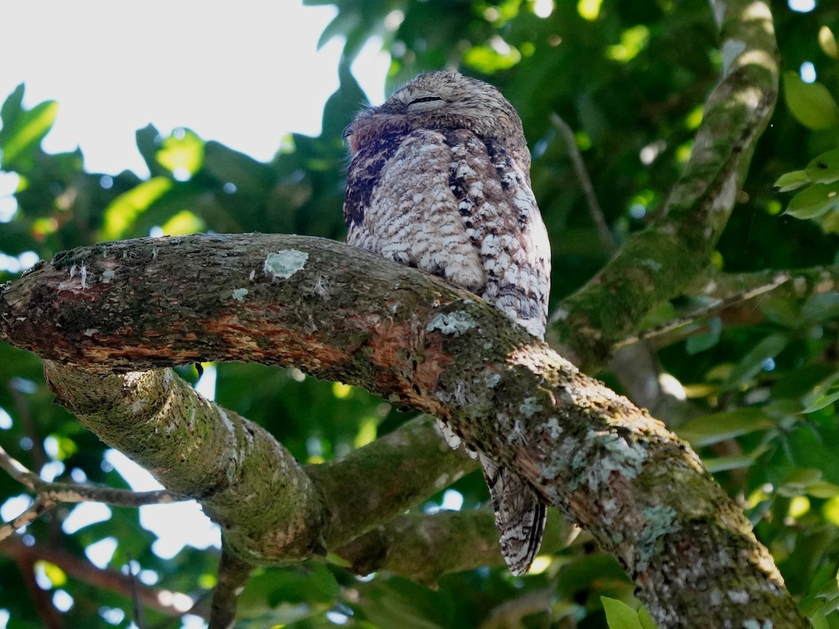 Great Potoo - ML646866276