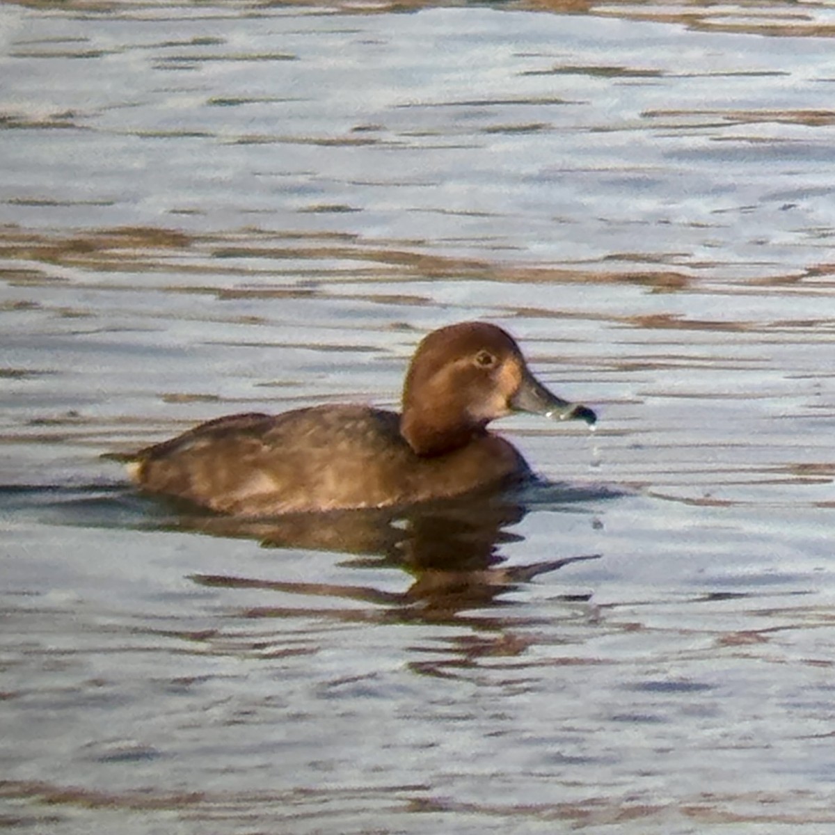 Redhead - ML646866281