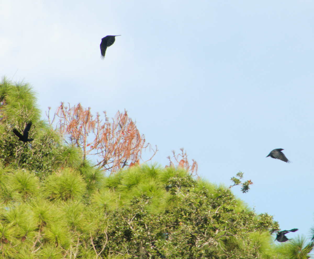 ウオガラス - ML646866282