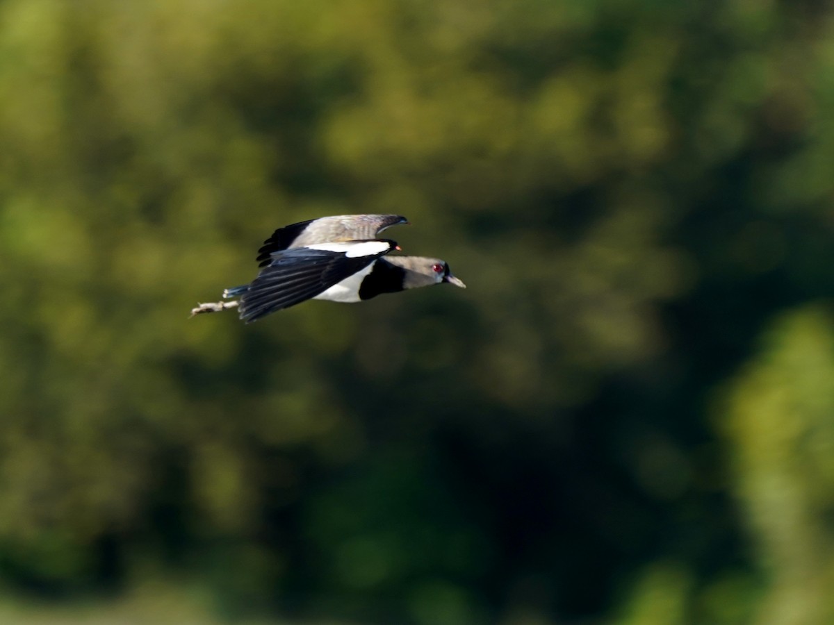 čejka jihoamerická - ML646866286