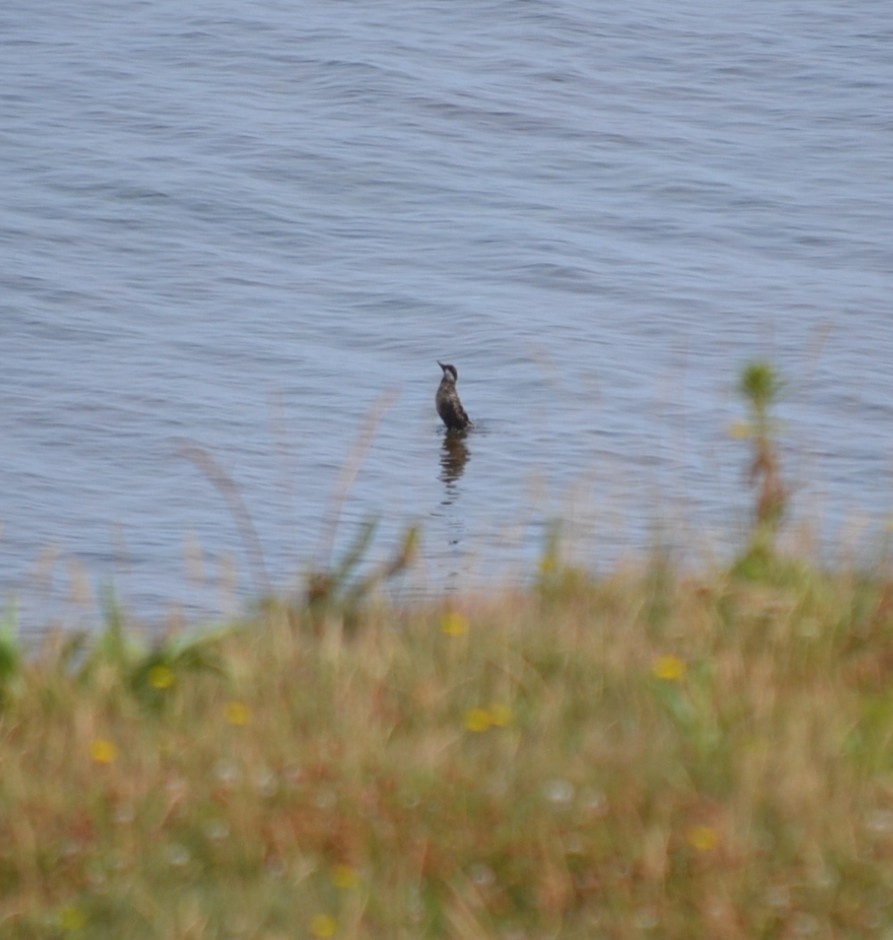 turpan žlutozobý - ML646866305