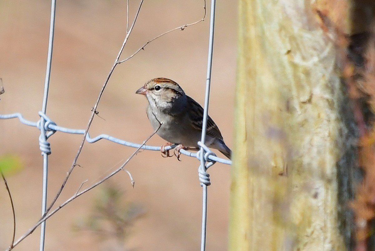 Малая воробьиная овсянка - ML646866306