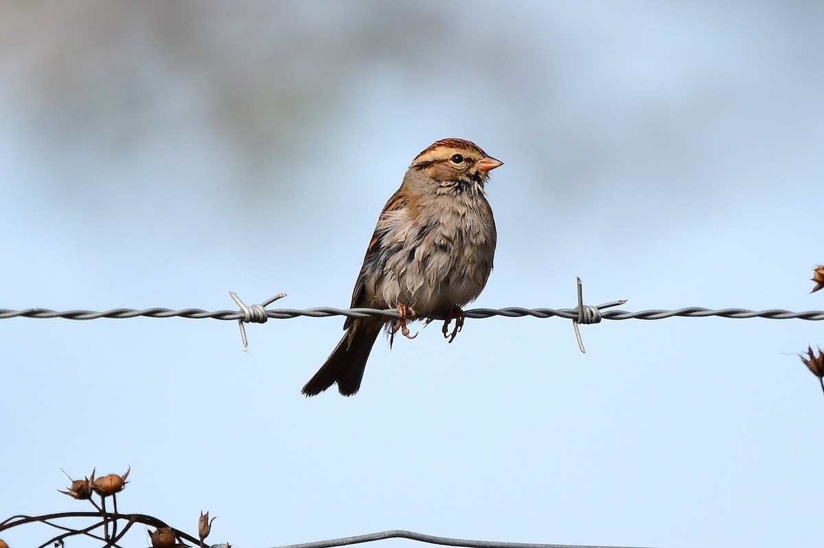 Малая воробьиная овсянка - ML646866307