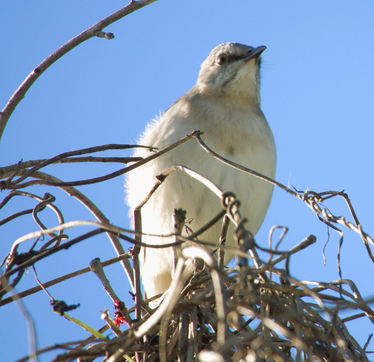 Northern Mockingbird - ML646866308