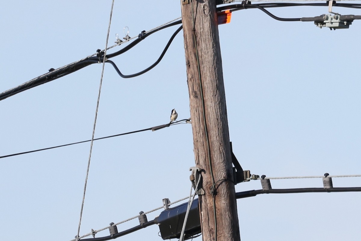 Black-capped Chickadee - ML646866309