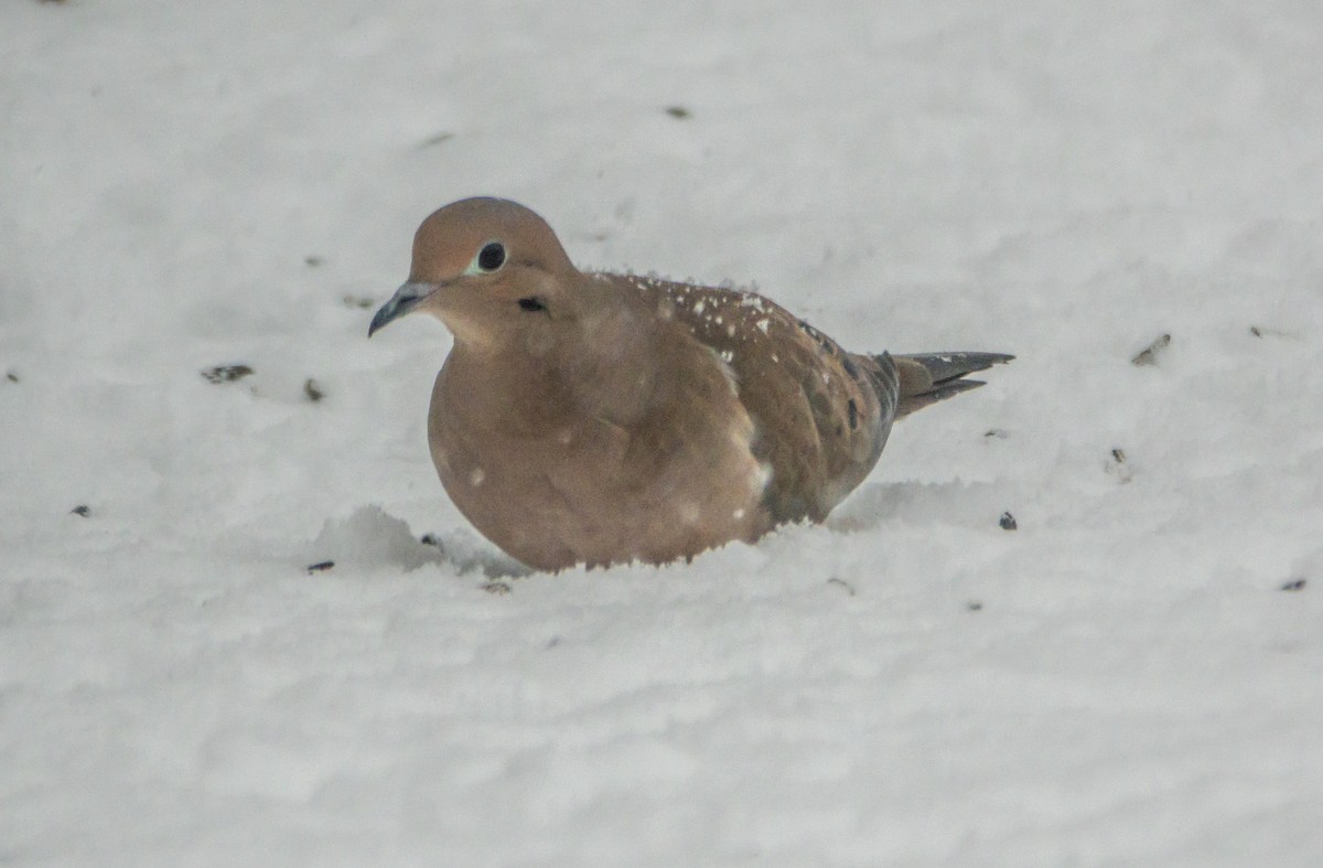 Zenaida Huilota - ML646866311