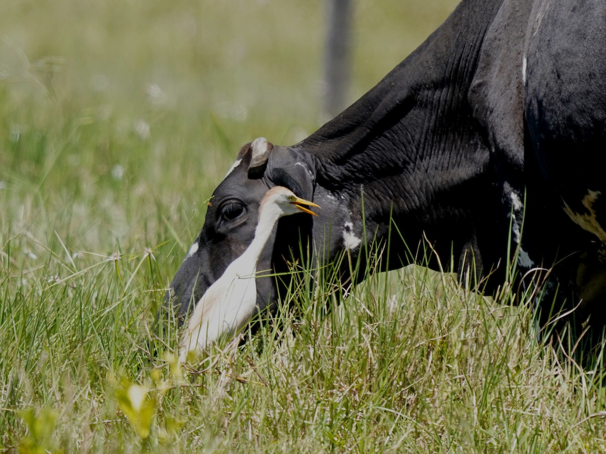 Western Cattle-Egret - ML646866313