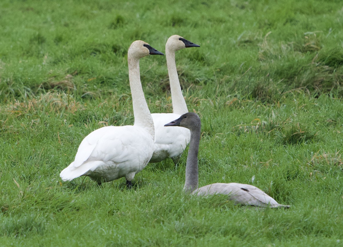 Trumpeter Swan - ML646866314