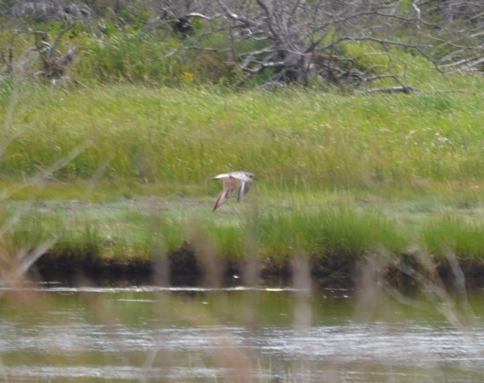 Sanderling - ML646866315