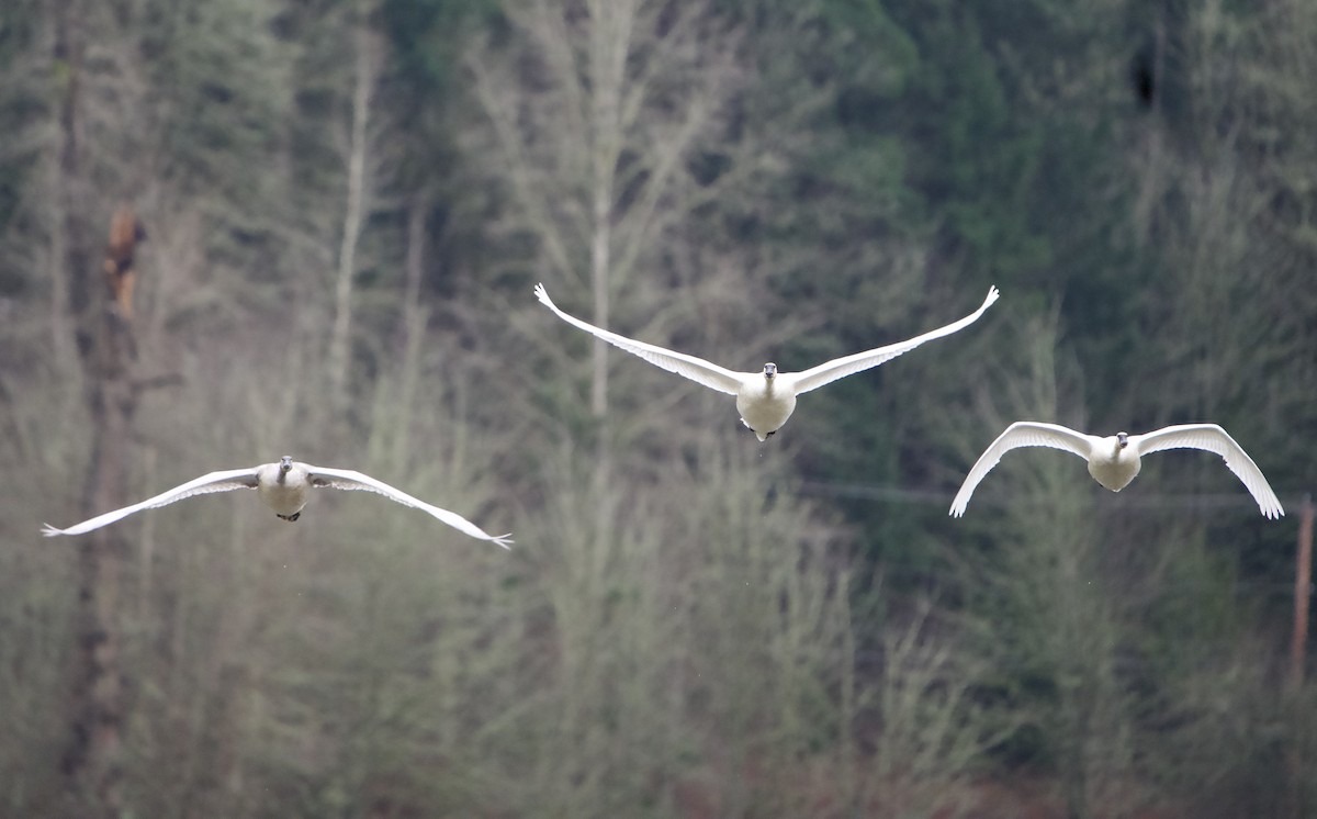 Trumpeter Swan - ML646866316