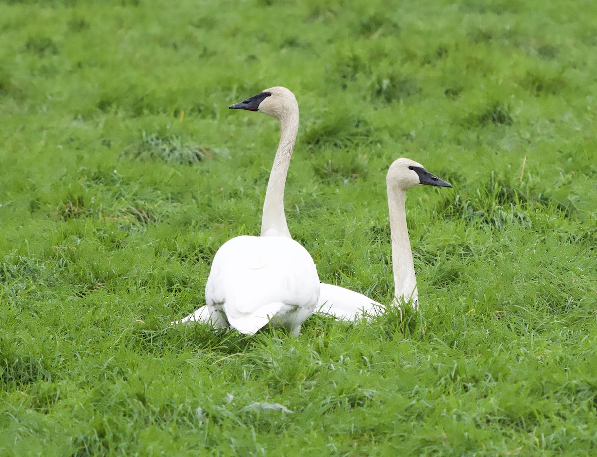 Trumpeter Swan - ML646866317